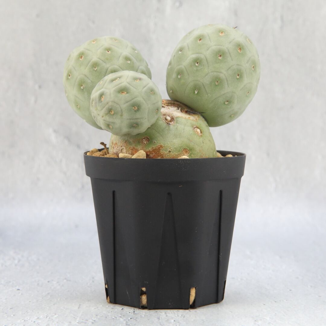 大玉 棘無し テフロカクタス ゲオメトリクス Lighthouse Plants 海外実生株のオベサなど輸入植物を販売 卸売するセレクトショップ