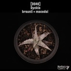 【送料無料】Dyckia braunii × macedoi〔ディッキア〕現品発送D549