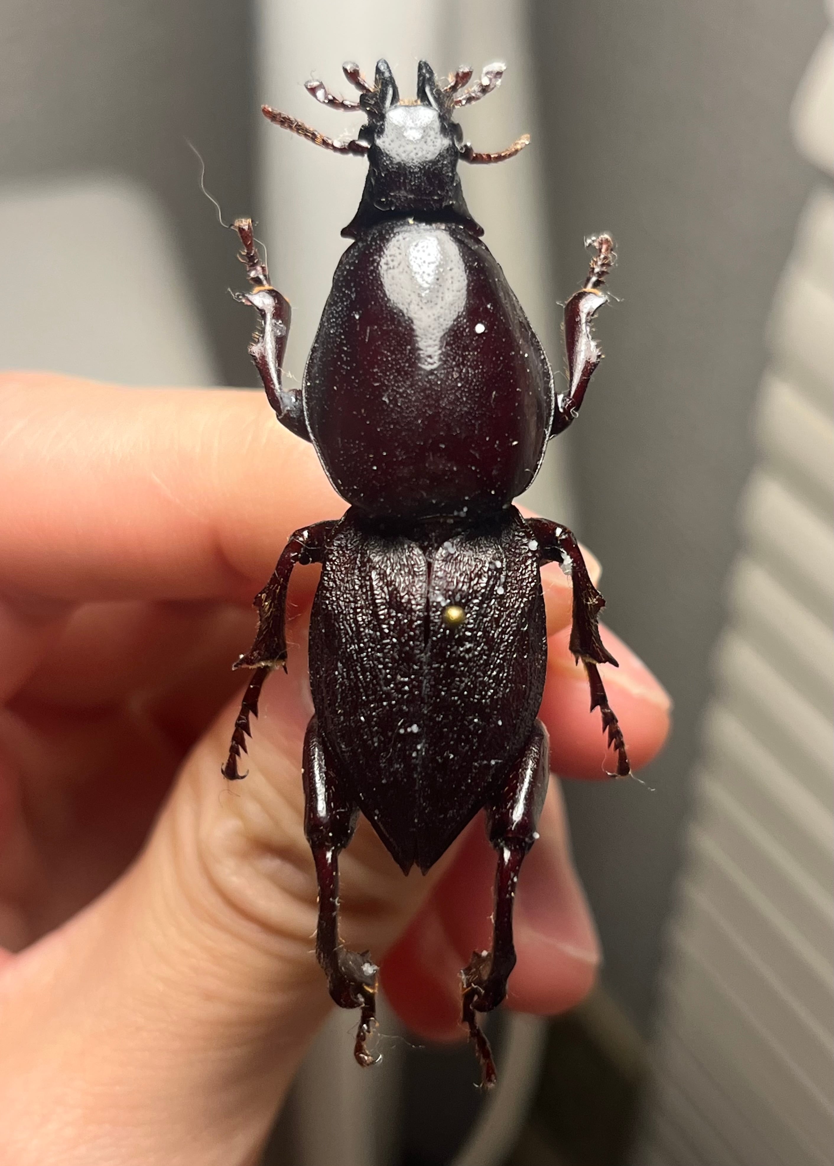 リオック Sia ferox | Pay ID