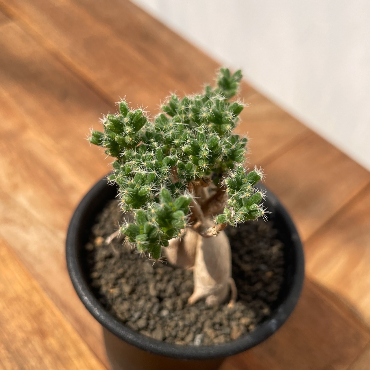 Trichodiadema bulbosum【トリコディアマ・姫紅小松】