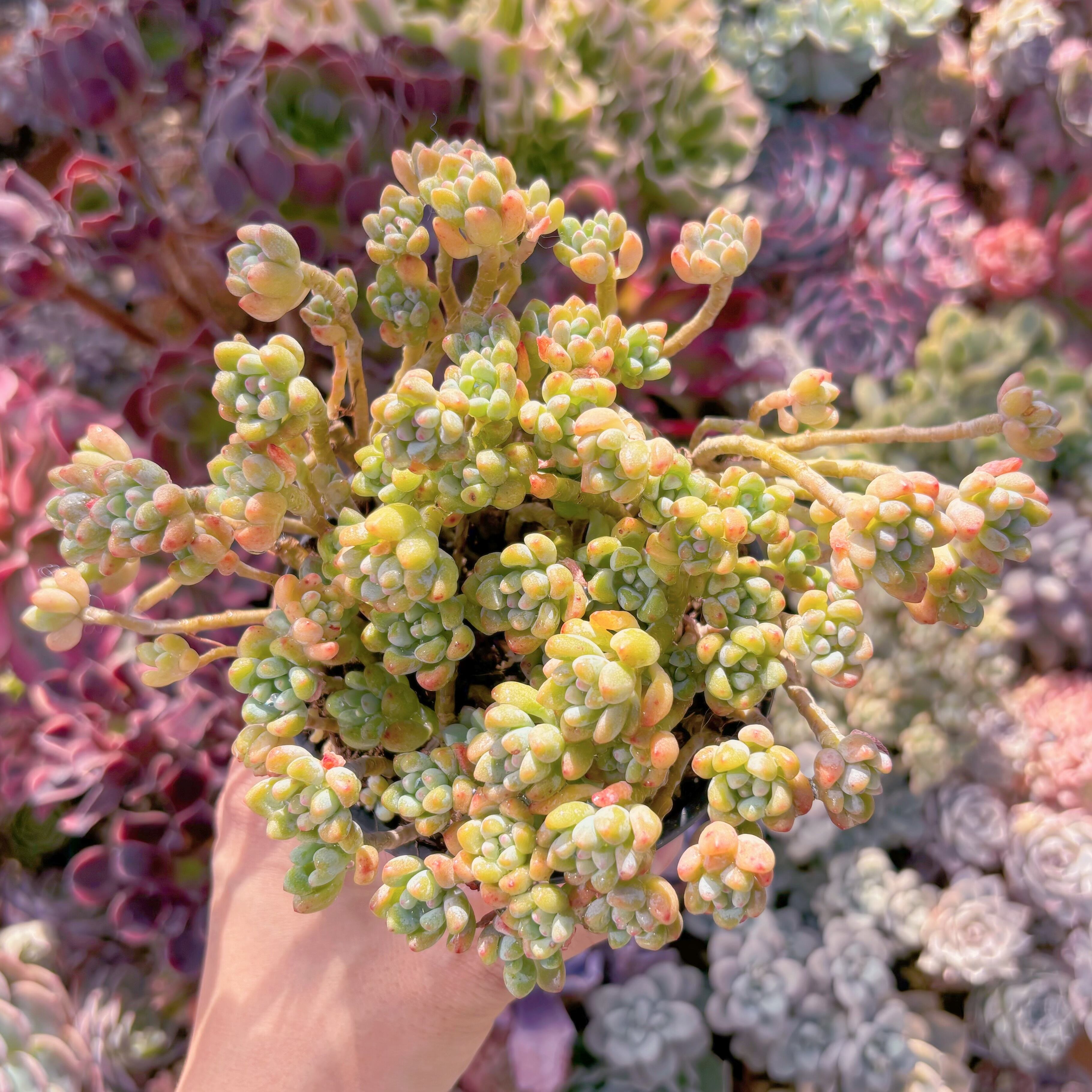 現品　ピンクビーン#A04　特大群生　るる農園