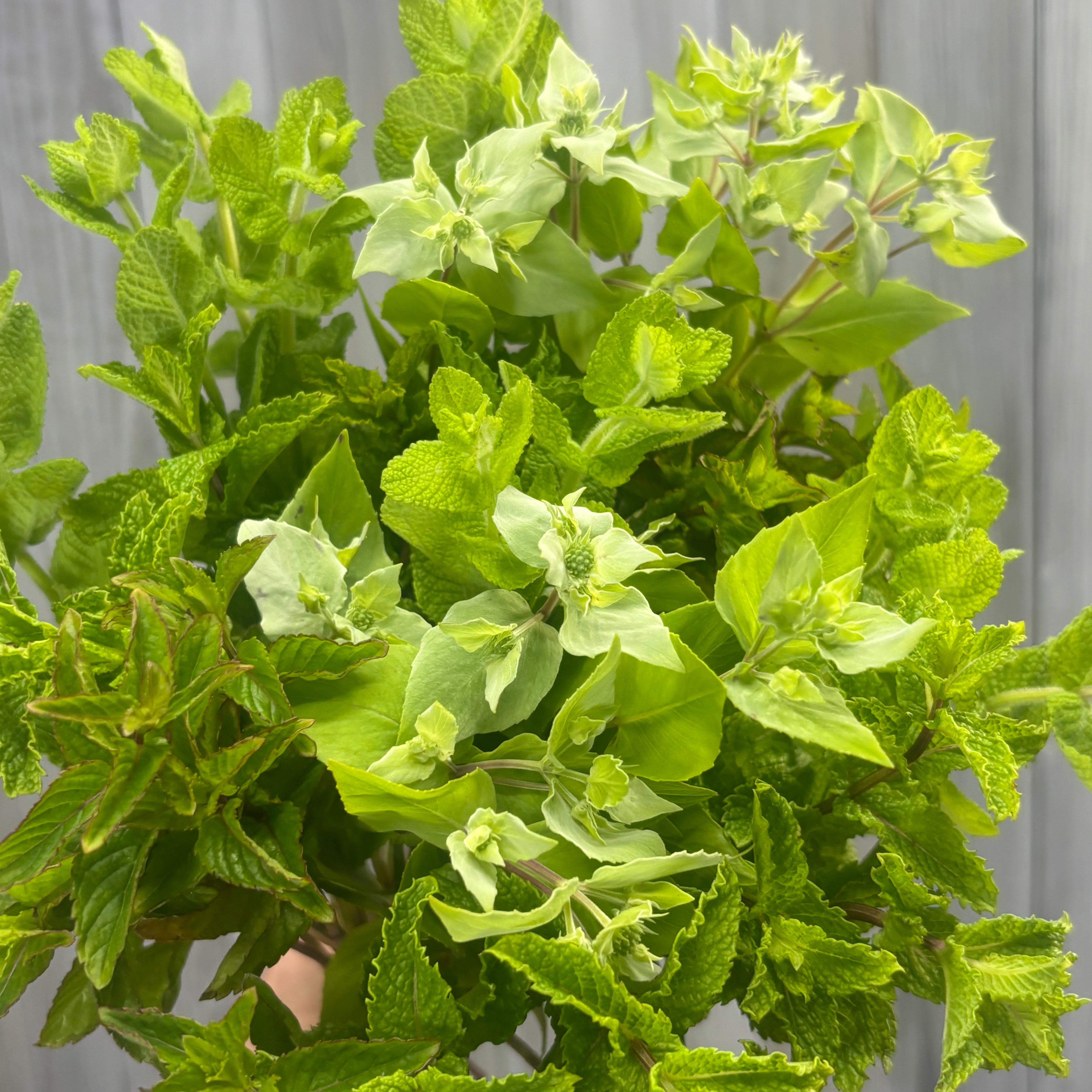 爽やかな香りをお届け 摘みたてハーブ ミントMIX 40本 | 新鮮お花問屋