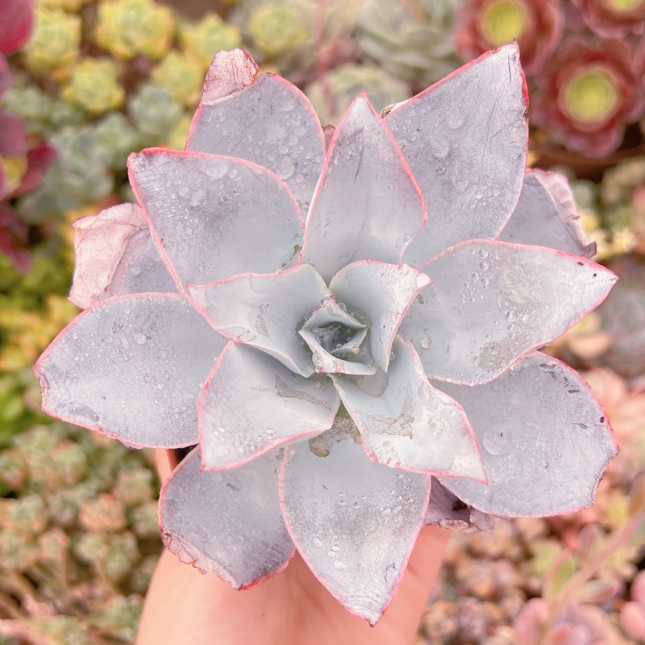 現品　カンテ#K010　大苗　るる農園