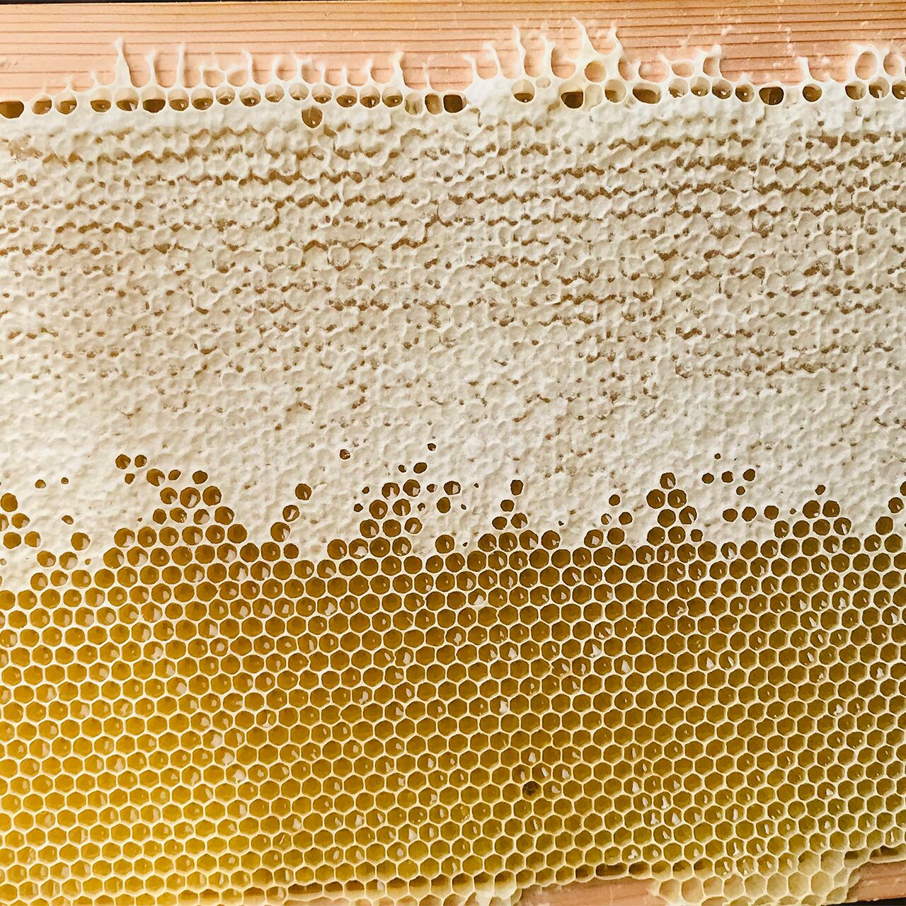 町田のはちみつセット（大）260g×2