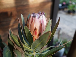 【現物】プロテア ”オーストラリスピンク” A