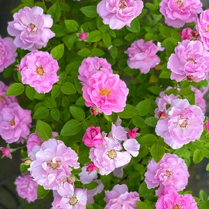 バラ大苗　サブリナ【大森プランツオリジナル】