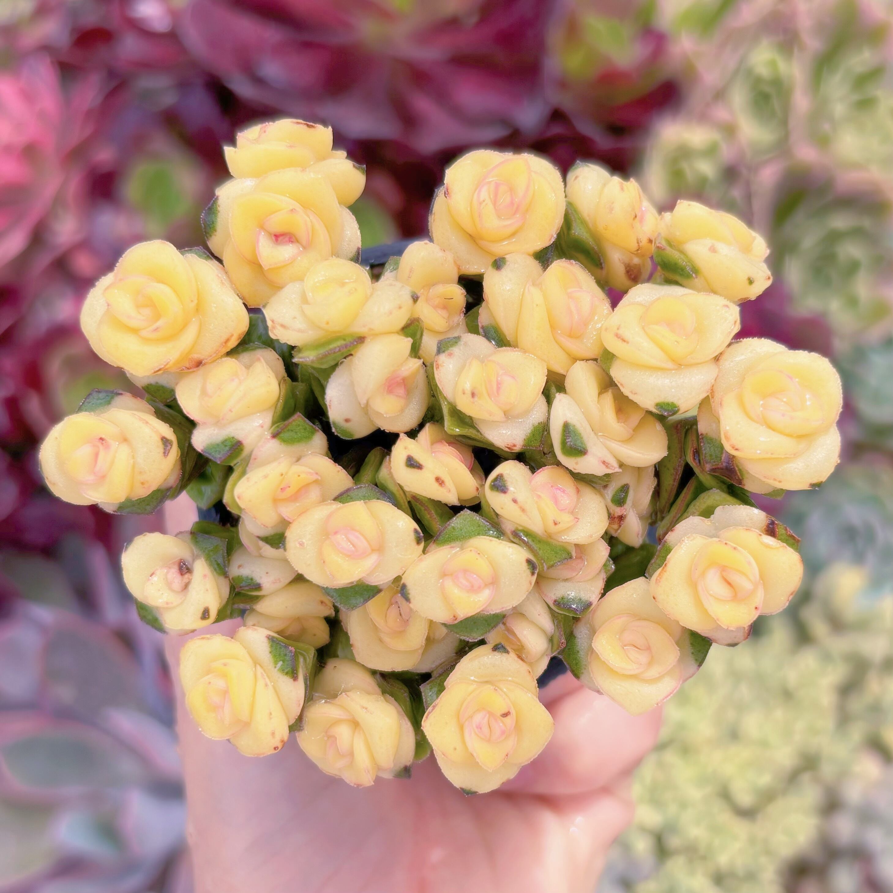 現品　舞乙女錦(黄錦)#565　るる農園