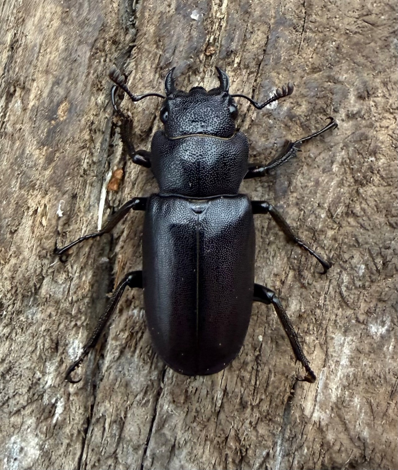 《メタリフェルホソアカ亜種フィナエ パープル系 63.5mm ペア》