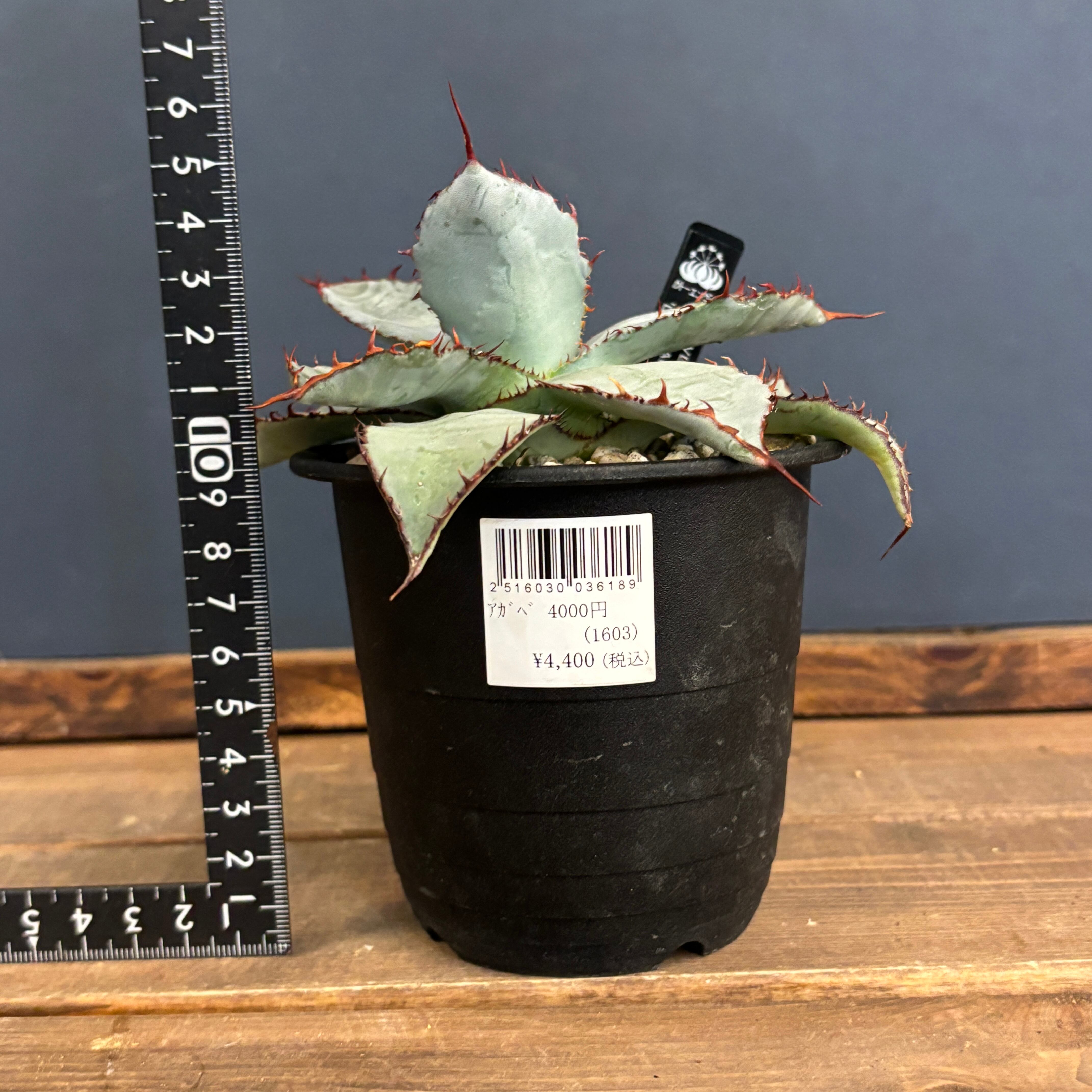 アガベ グアダラハラナ レオン【505】 | PROTOLEAF プロトリーフ