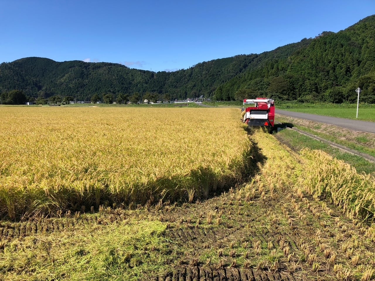 農家直送】令和7年度産 コシヒカリ 玄米 30kg | 農家のお米 YAMASATO