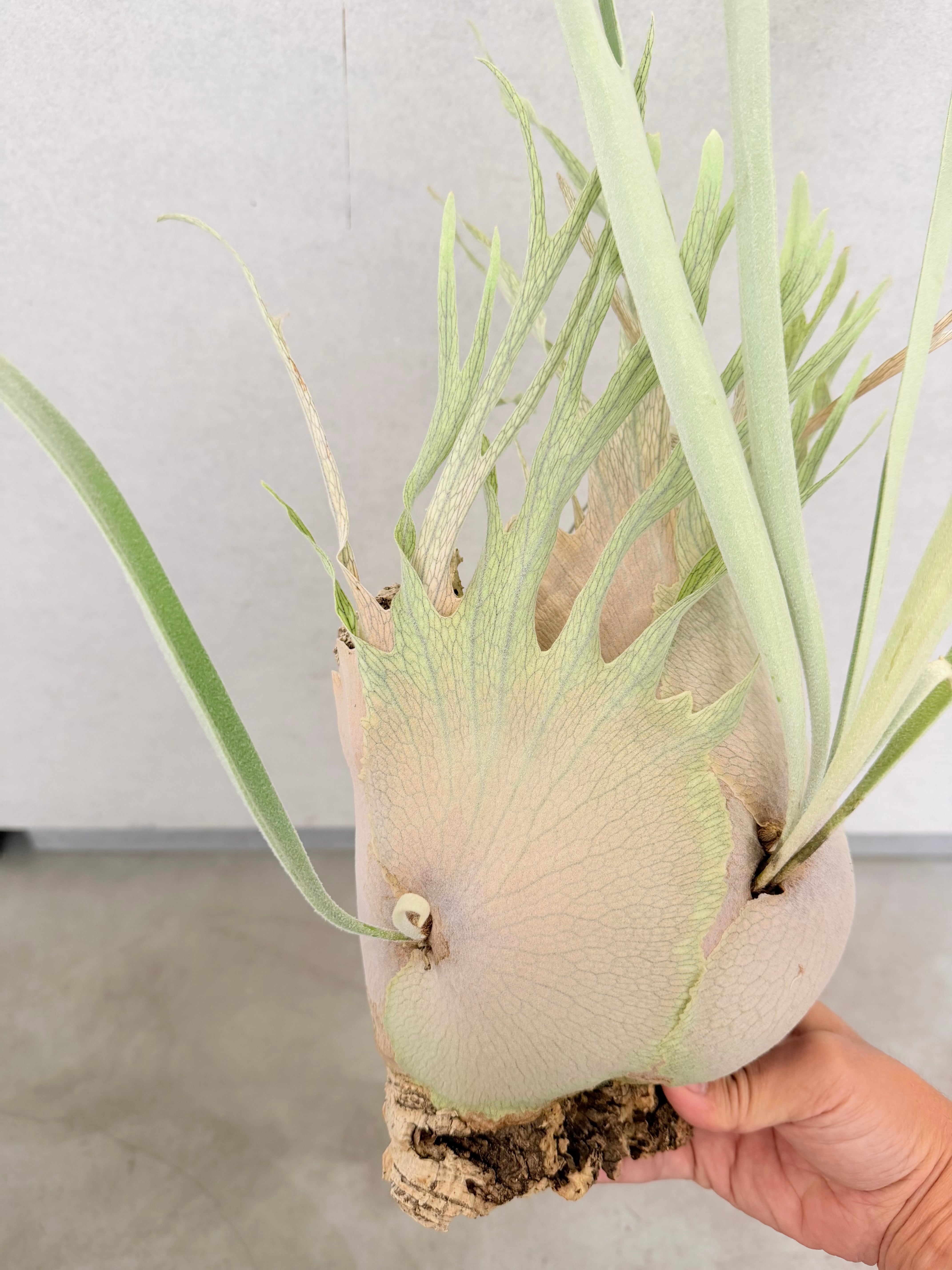 a) P. veitchii wild (vp#3) ビカクシダ ベイチーワイルド (vp#3