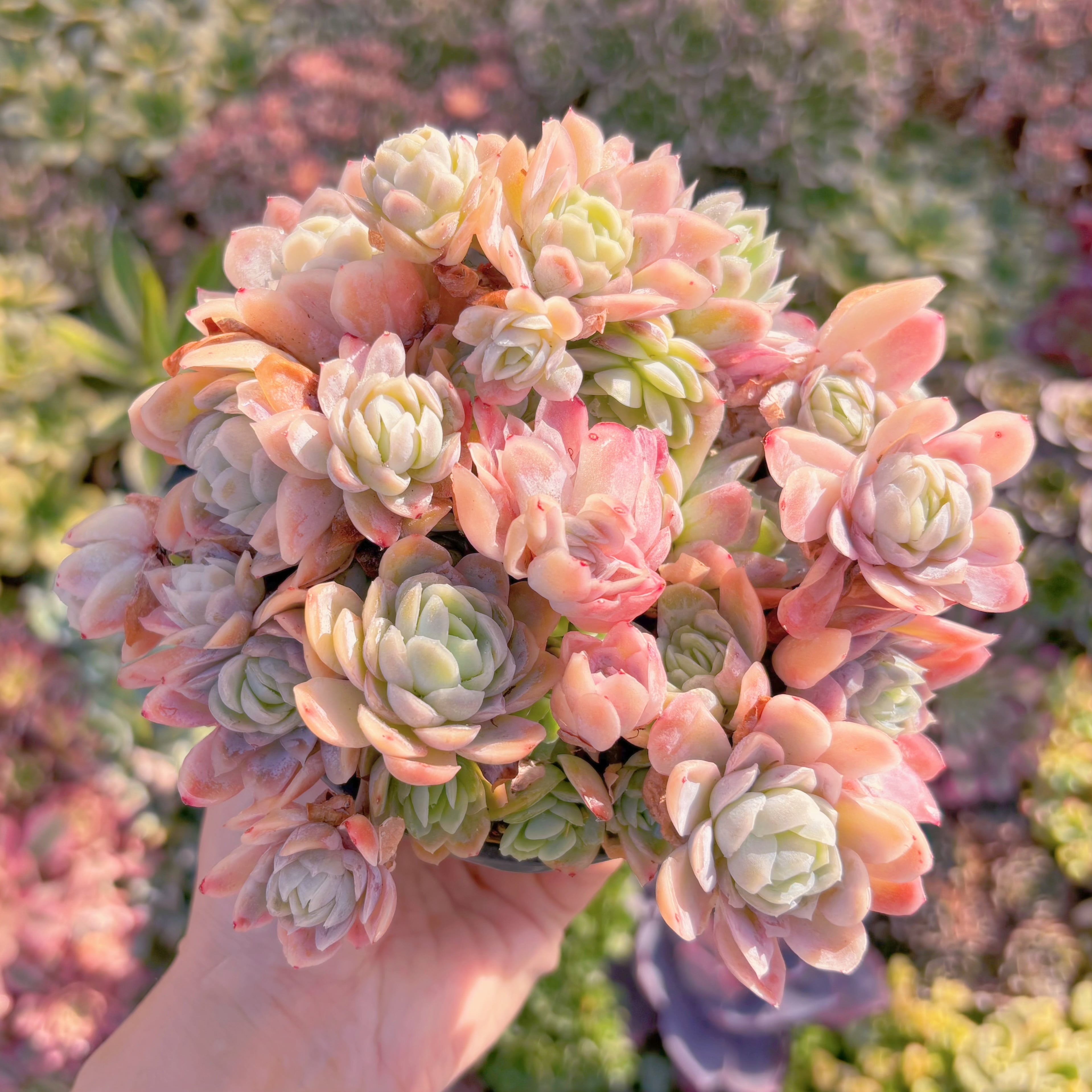 現品　クィーンローズ覆輪錦#M082　るる農園