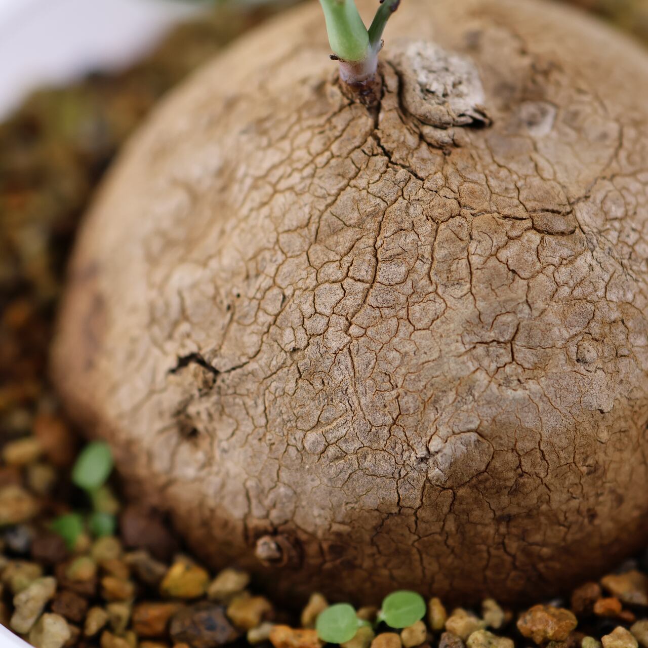 728『ステファニア エレクタ』 観葉植物【送料無料】 | MARX PLANTS