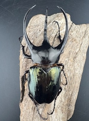 【WD】《ジャワコーカサスオオカブト 111mm ペア》