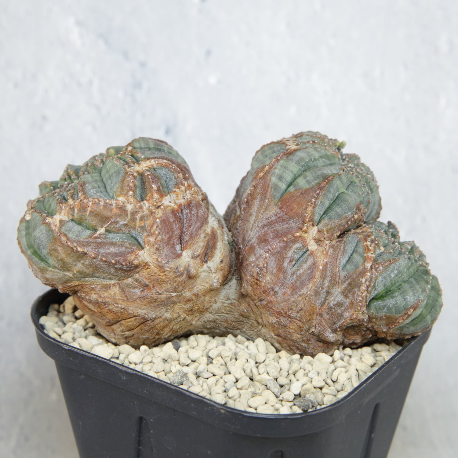 オス株【超厳選株】大株 最大幅約11cm トリプルヘッド 綴化 オベサ