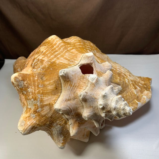 1.クイーンコンクシェル貝母・貝殻