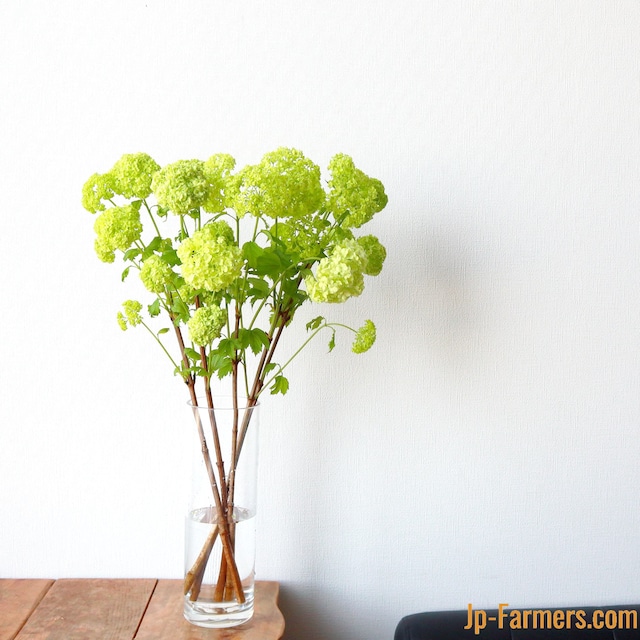 熊谷農園　ビバーナム　スノーボール　5本