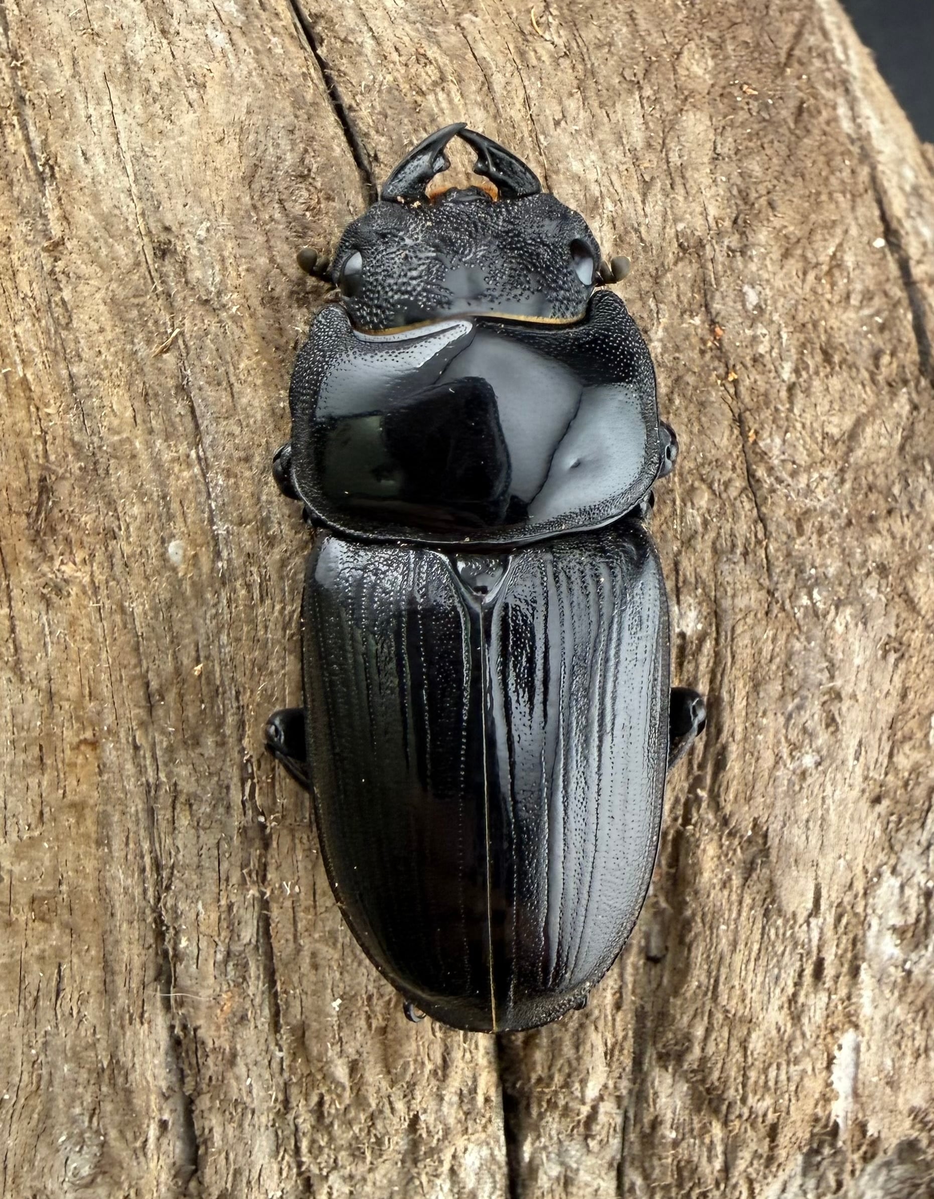 F0】《国産オオクワガタ 韮崎市産 64.5mm ペア》 | KPW公式オンライン