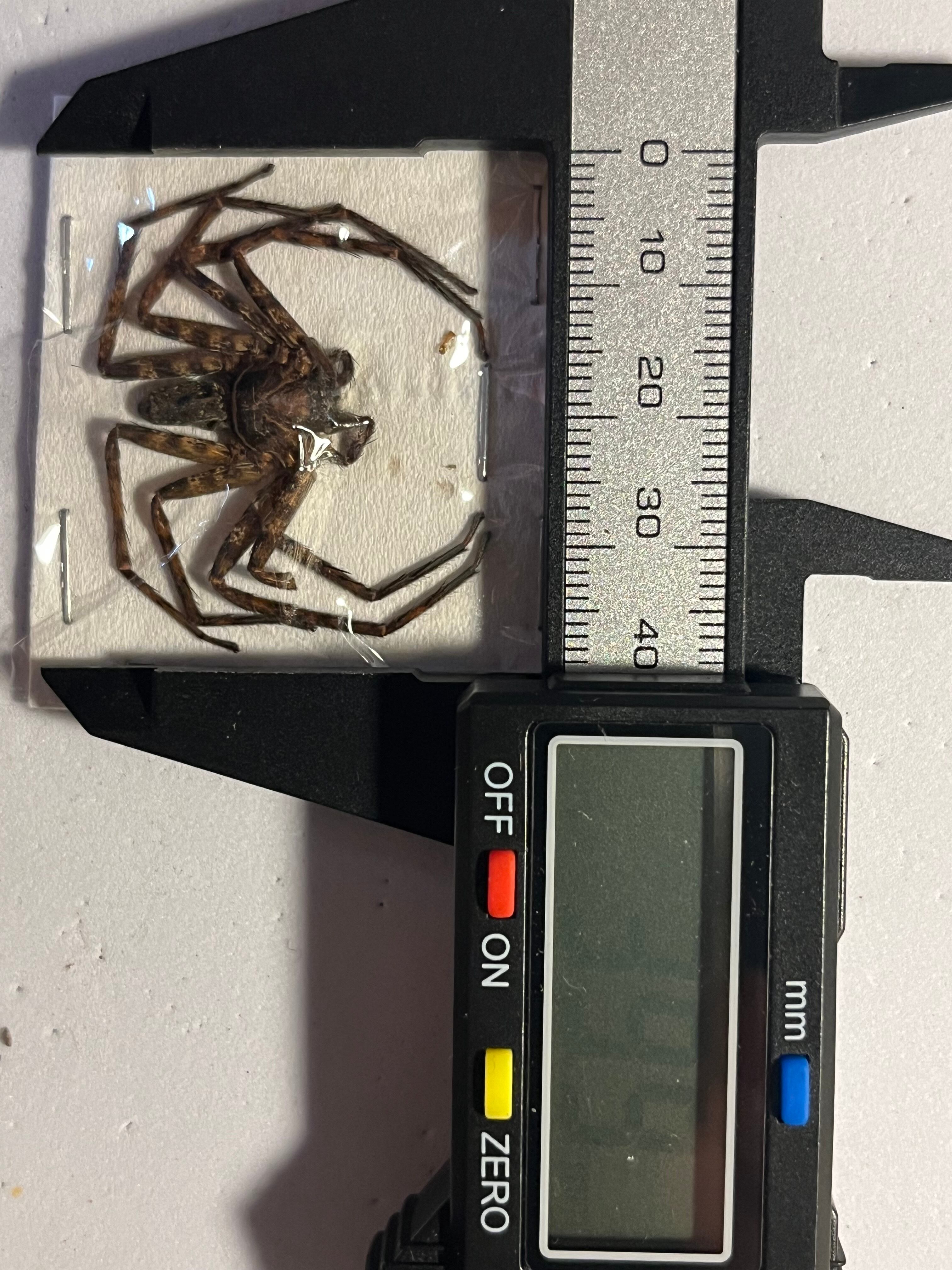 足高蜘蛛標本】アシダカグモ タランチュラムカデセンチピードサソリ