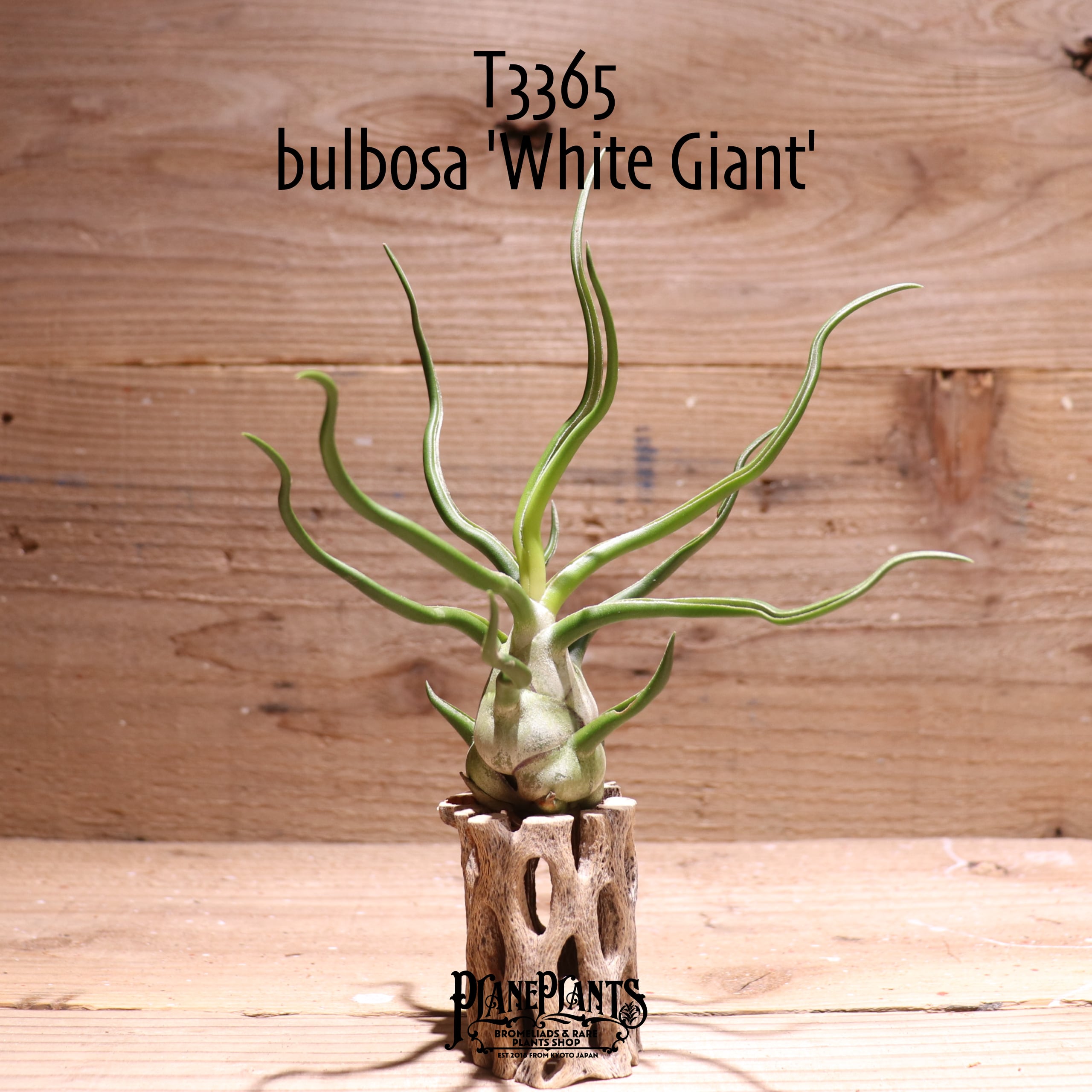 ブロメリア・エアープランツ T. bulbosa forma Alba T. bulbosa forma Alba