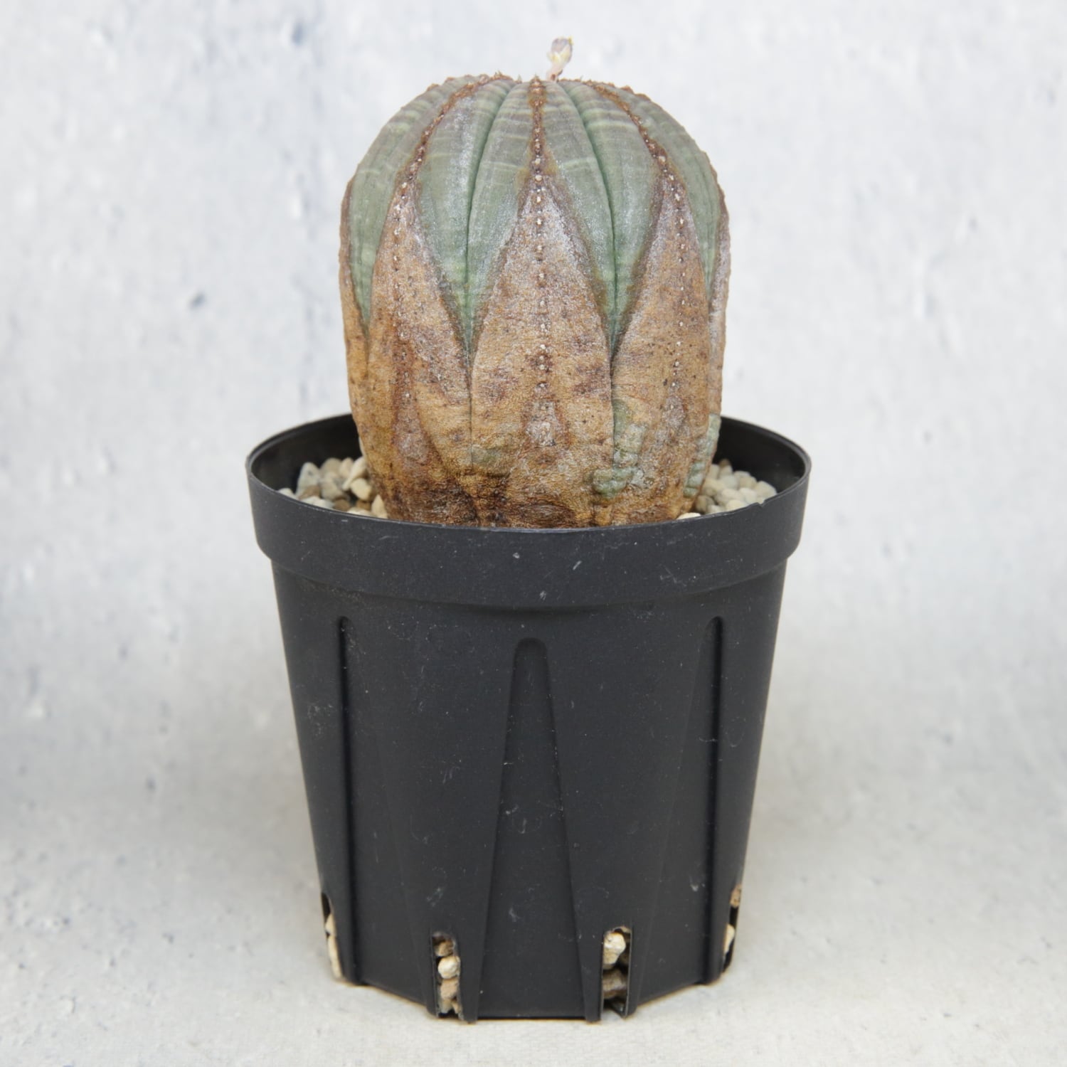 美模様オベサ ユーフォルビア【発根株】木質化 オス株 超美模様 木質化 マイクロ オベサ / ユーフォルビア