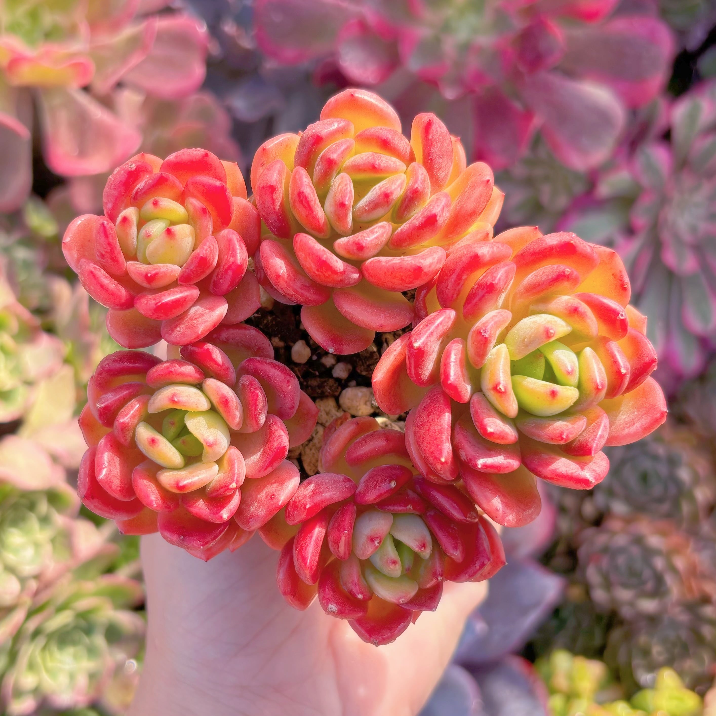 多肉植物　プロディティール　群生　新入荷　るる農園