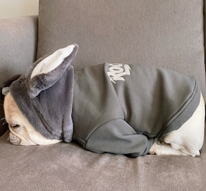 Dog wear -rabbit ears- dogw-19