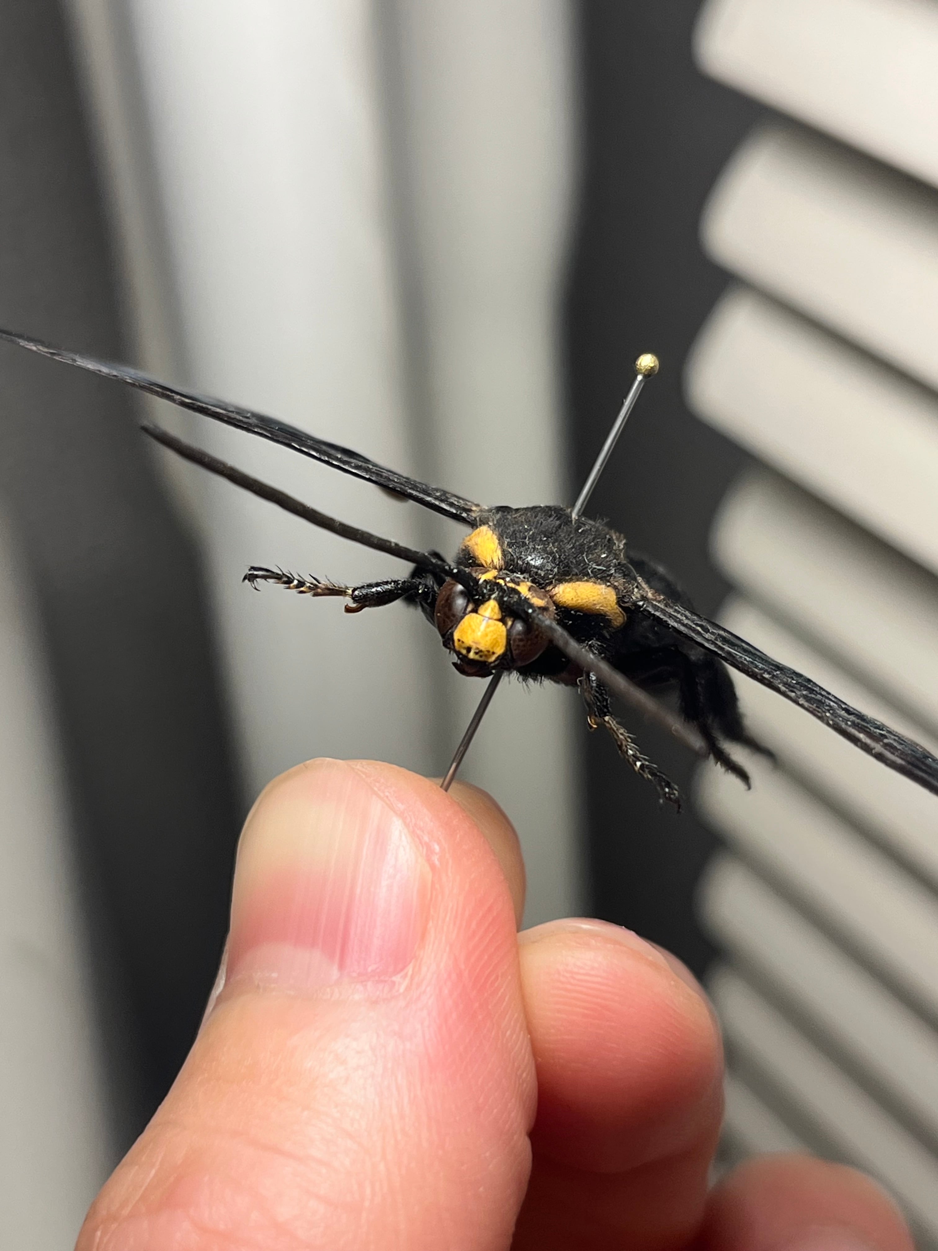 雀蜂最大級】ツチバチ♂44mmMegascoliaハチトンボゼミセミ蝉カゲロウ