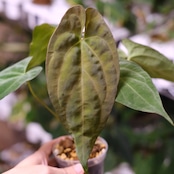 アンスリウム エース オブ スペード(AOS) × パピリラミナム(FS) / Anthurium Ace of spades × Papillilaminum / 観葉植物<育て方・花言葉>