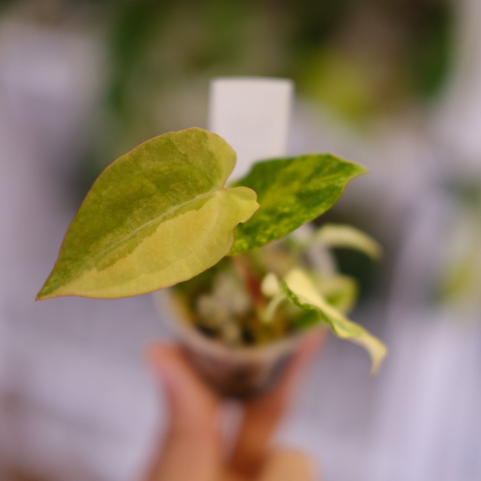 Alocasia chantrieri pink /アロカシア シャントリエリ②