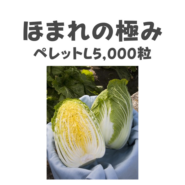ほまれの極み　ハクサイ種子・ペレットL5,000粒