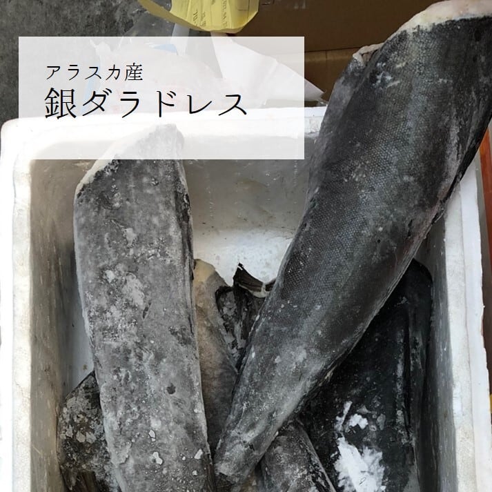 ギンダラ ドレス 冷凍品 アラスカ産 1尾1.5キロ前後【冷凍銀鱈ドレス1.5kg】豊洲直送