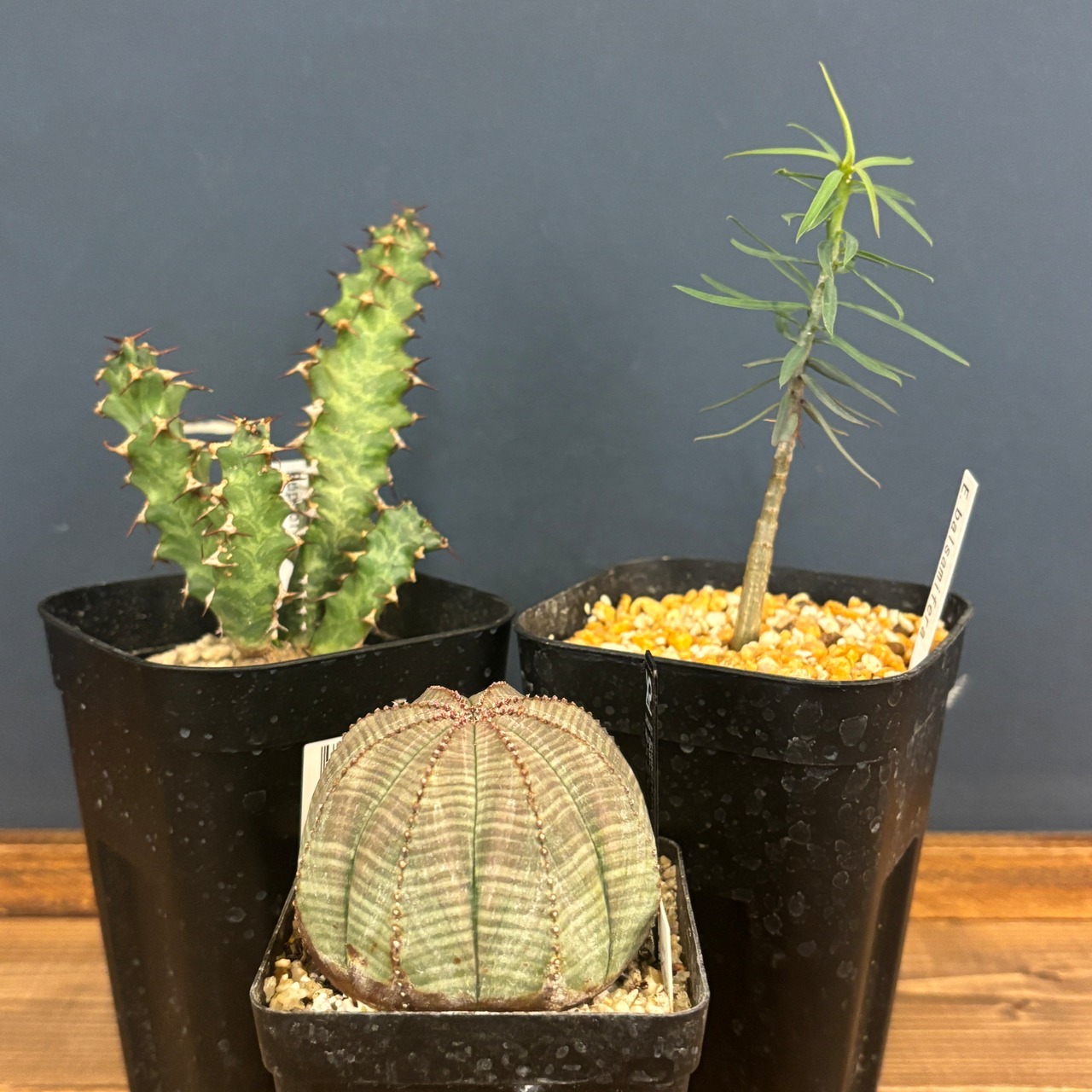 【現品】2026年　ユーフォルビア福袋　10,000円