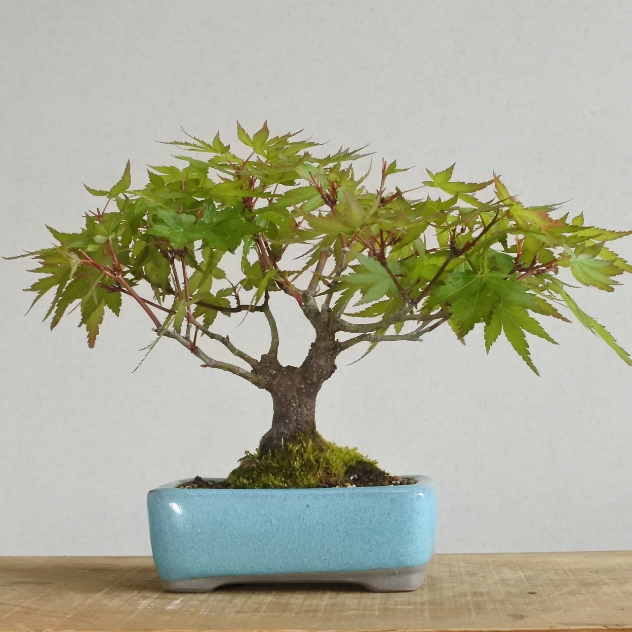 雑木盆栽】モミジ <M1> | BONSAI 鉄と山 | Garden Times