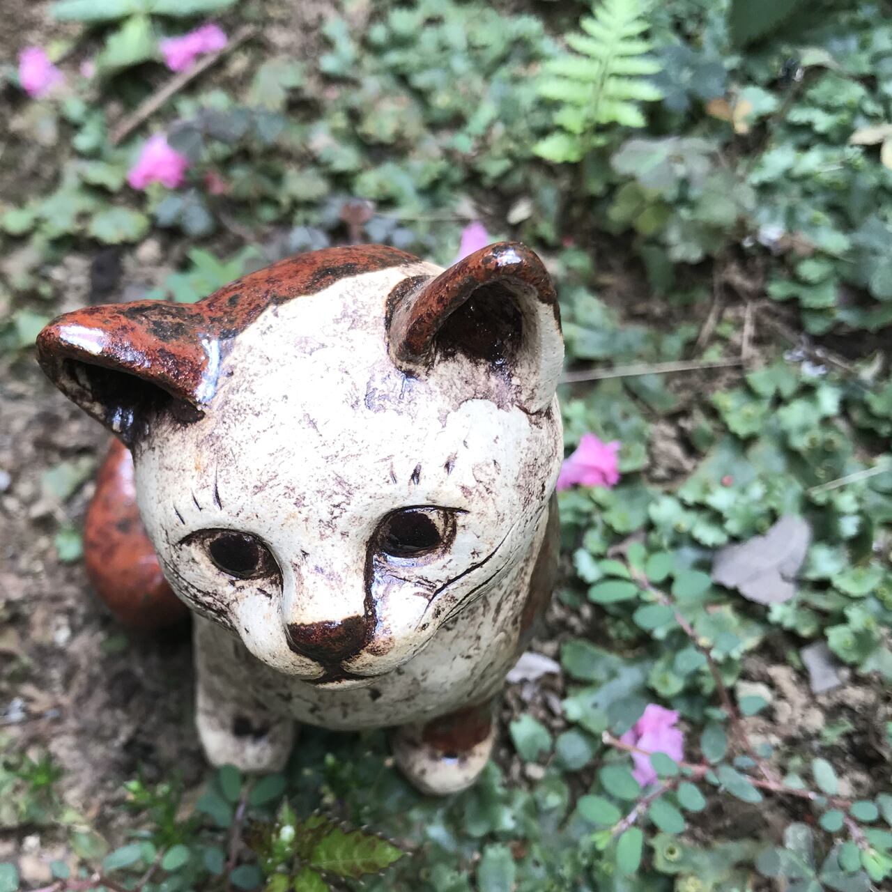 猫きち様　ご確認用 応募用】 @neko.no.kimochi.official #ねこのきもち笑撃スクープ選手権