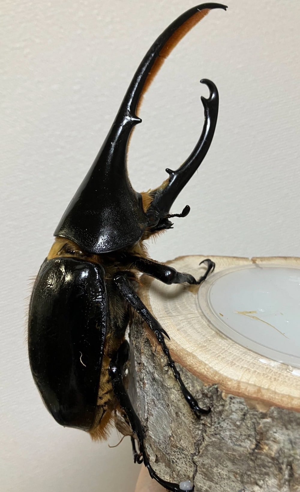 64の日セール！【3令幼虫ペア】WF3 ギアスゾウカブトssp | dream