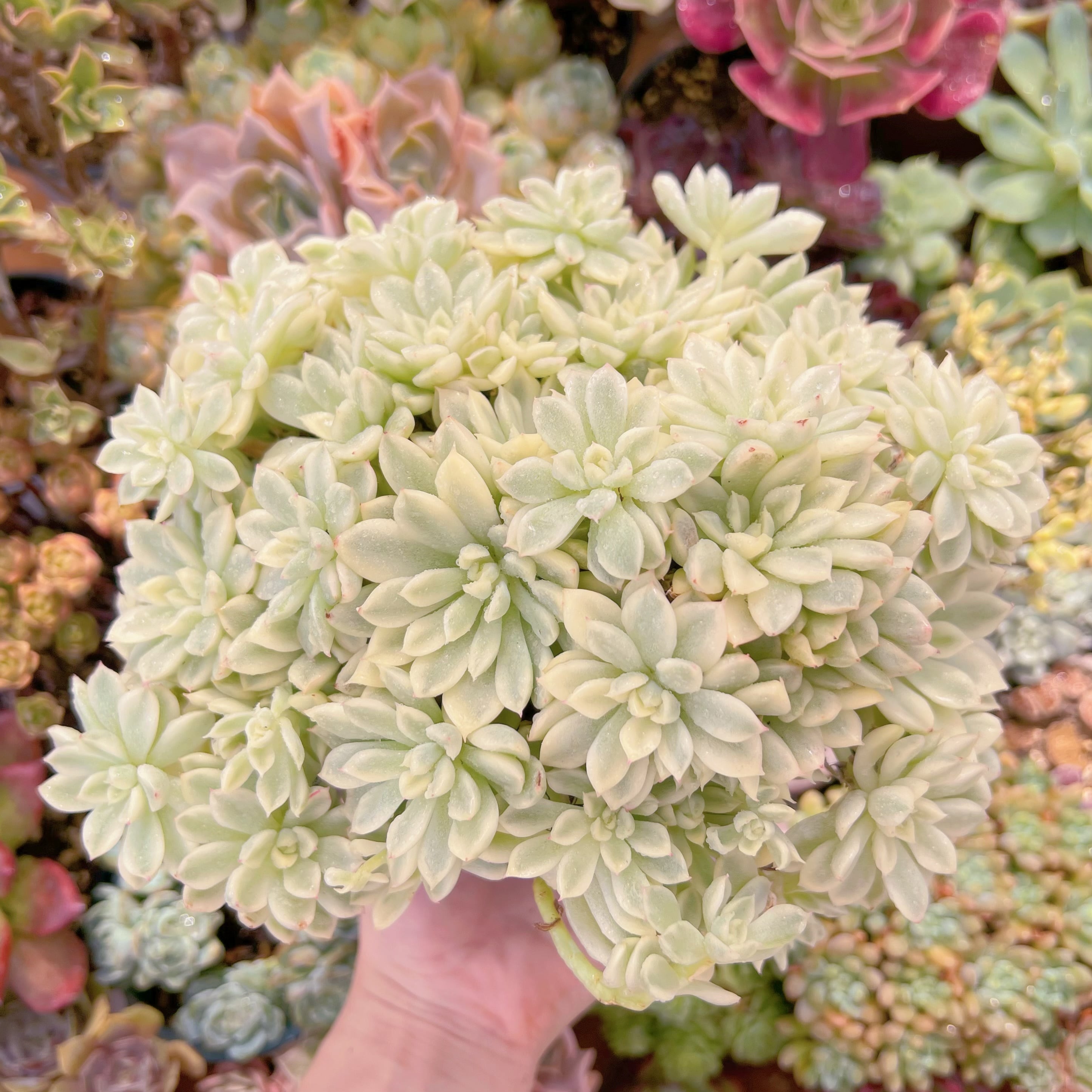 現品　女雛錦#784　特大群生　るる農園