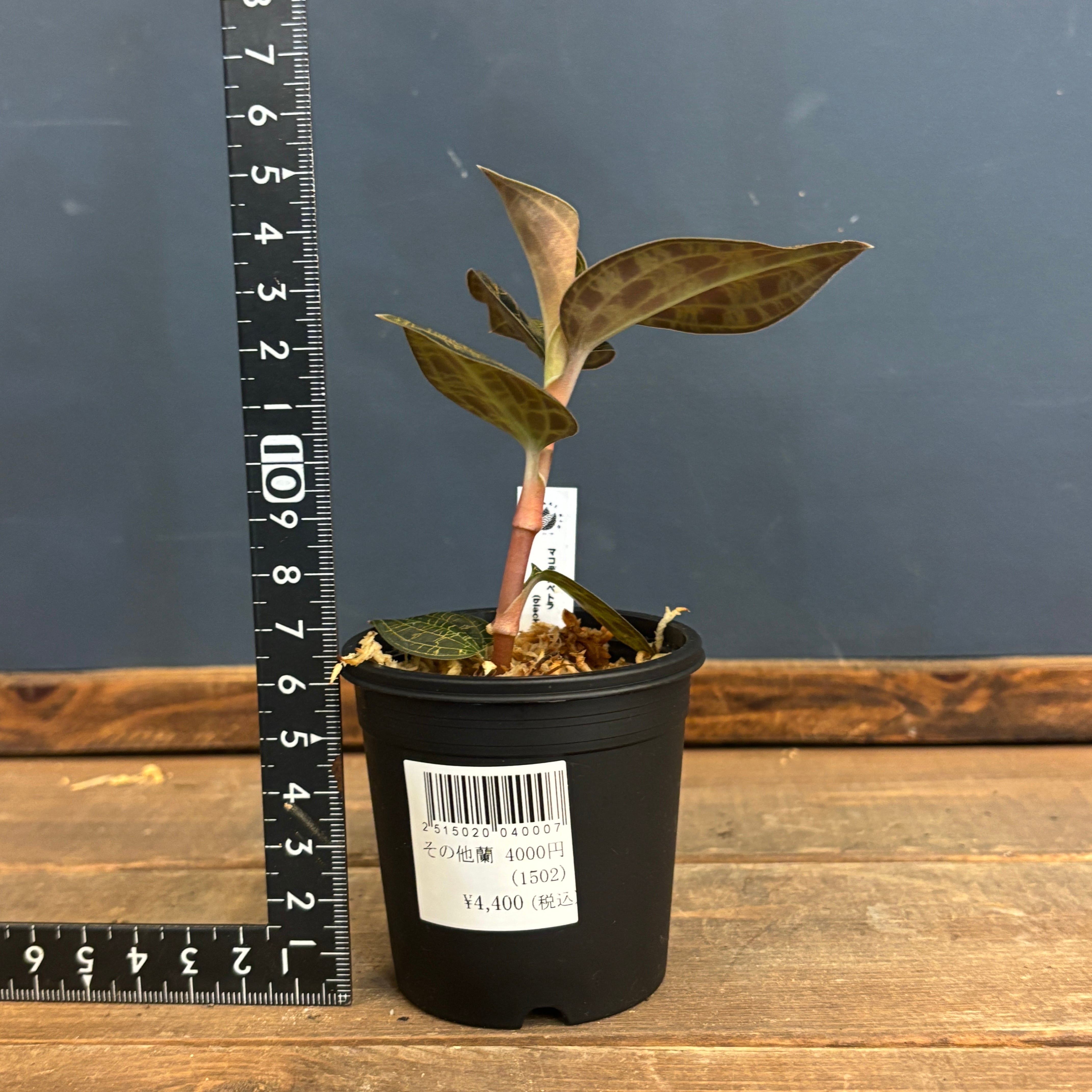 ジュエルオーキッド　マコデスペトラ　ブラック４株セット ジュエルオーキッド マコデスペトラ ブラック