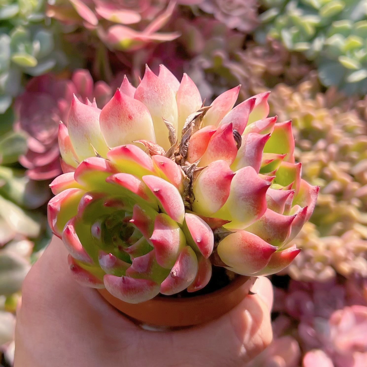 多肉植物 シモヤマコロラータ 新入荷 | るる農園~多肉植物専門