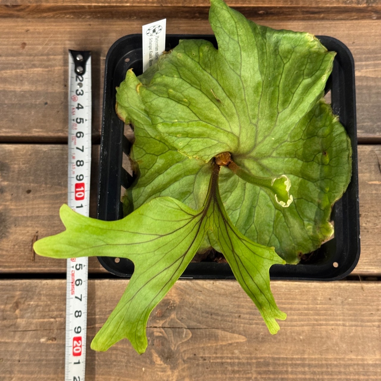 【伊藤蟻】ビカクシダ　リドレイ優良実生　P.ridleyi Sebangau Kuala, Borneo【797】