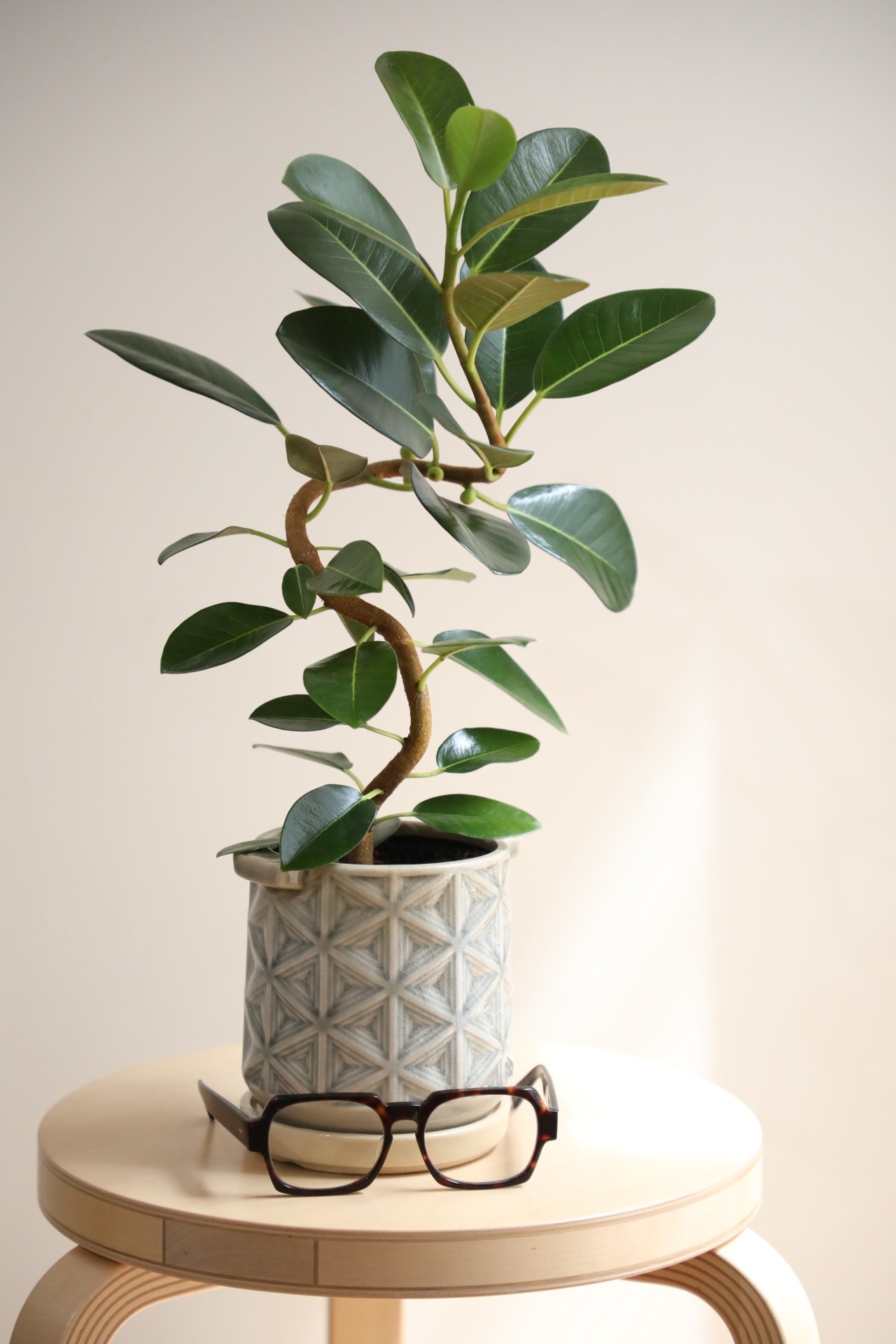 【M】フランスゴムの木/Ficus rubiginosa