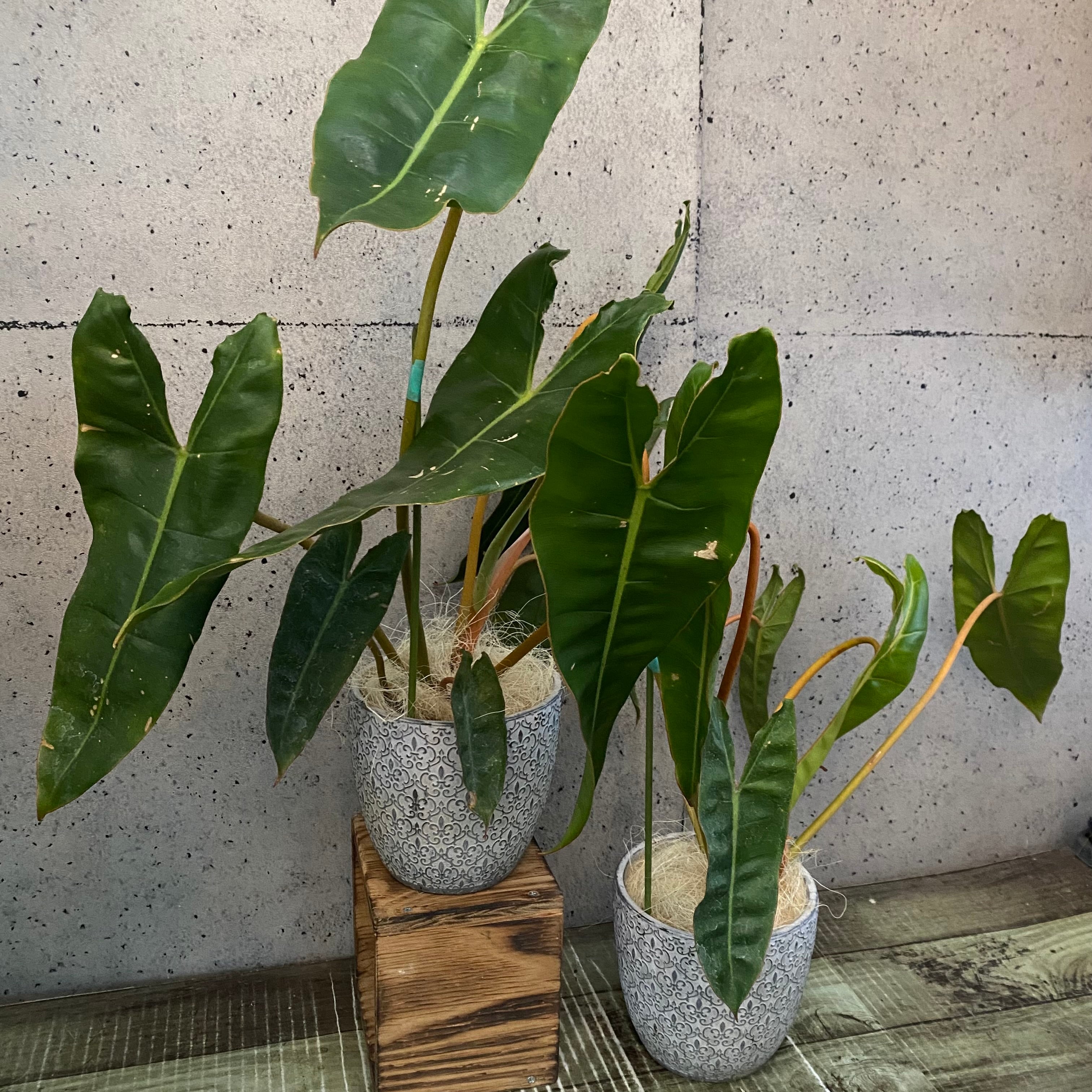 フィロデンドロン・ビレッティア 50 フィロデンドロン ビレッティア