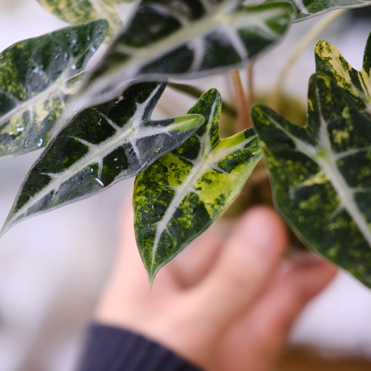 アロカシア バンビーノ イエロー / Alocasia bambino variegated 'Yellow'⑪ / 観葉植物