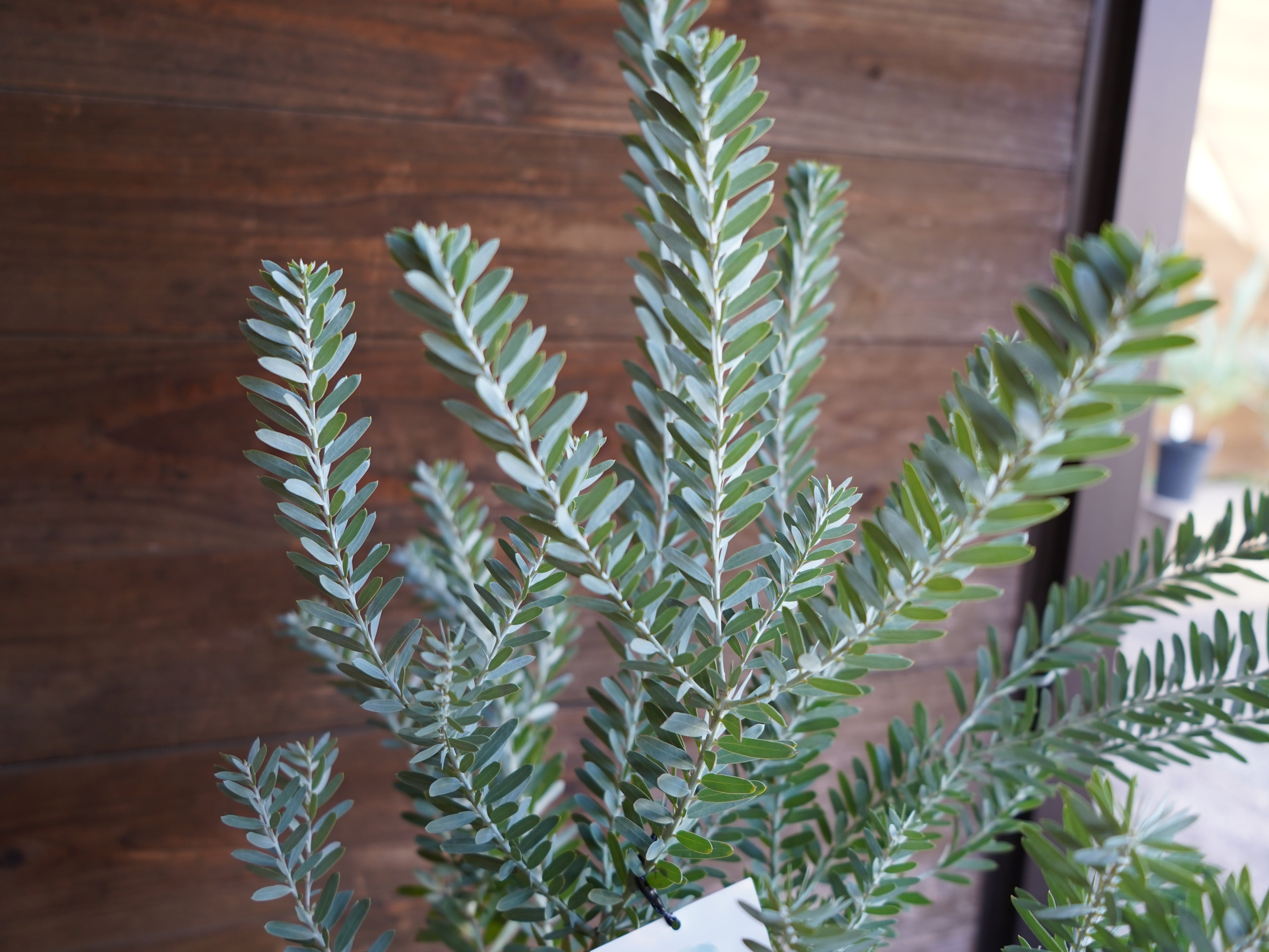 【現物】アカシア　”ブルーブッシュ”　B