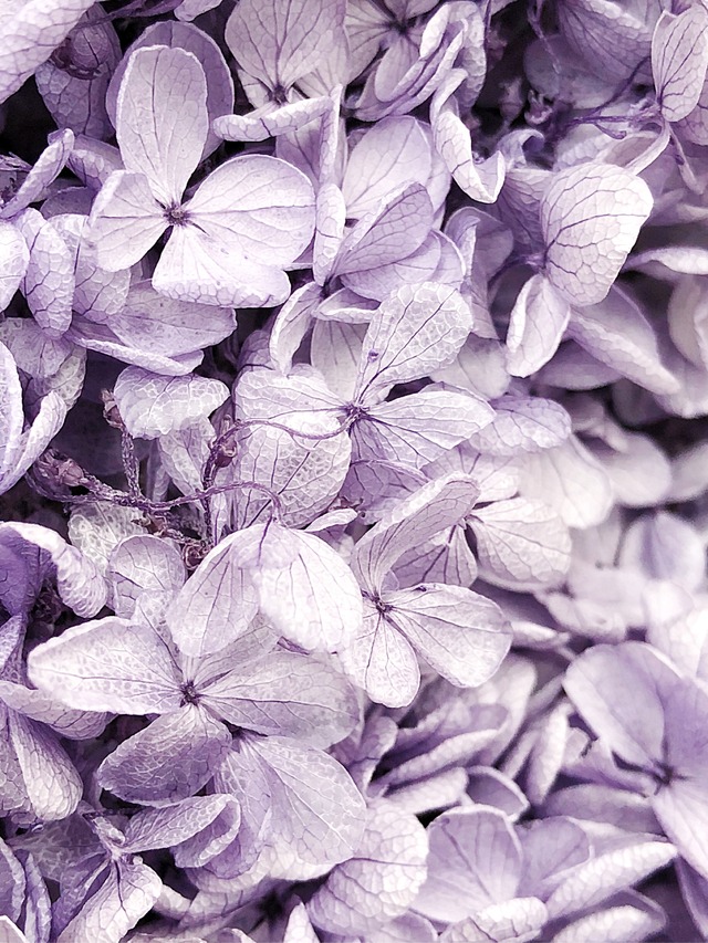 シェア花材☆ソフトピラミッドアジサイ ラベンダー