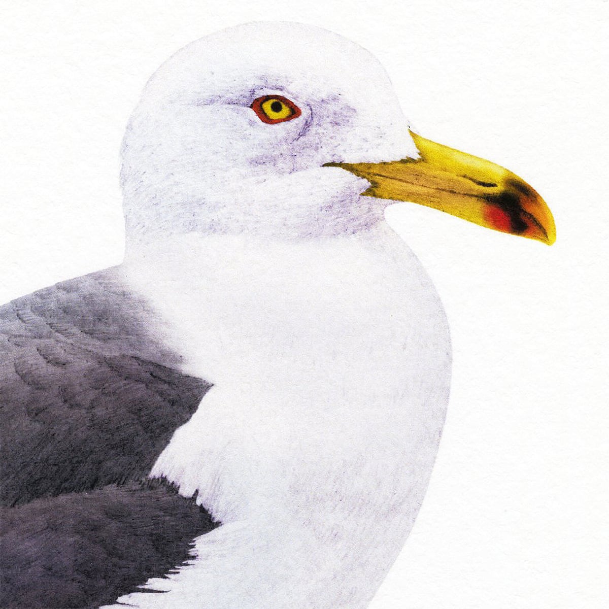 カモメ ｜ 版画 | muto fumiaki artwork