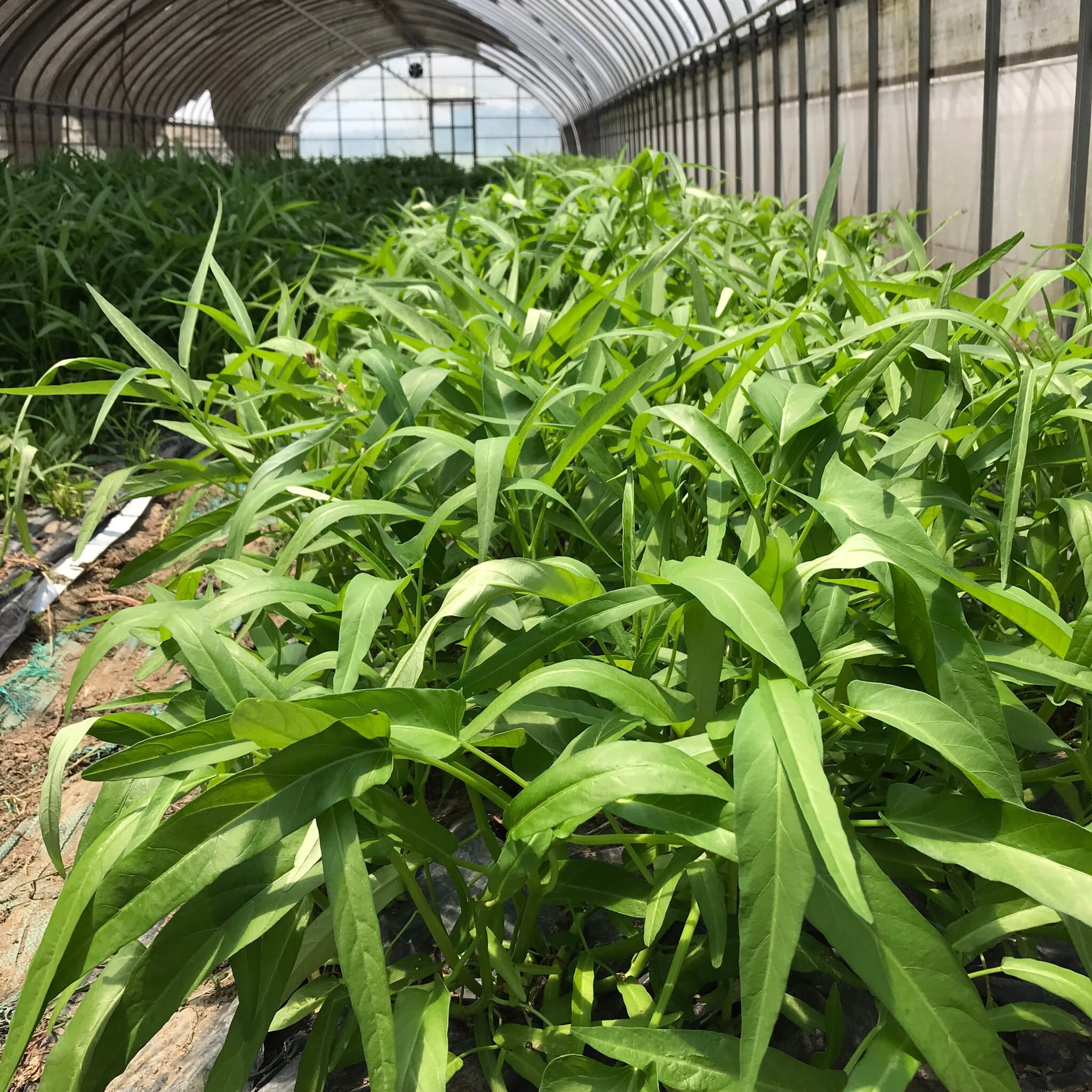 空芯菜 業務用1㎏バラ詰め／中国野菜 | PAY ID