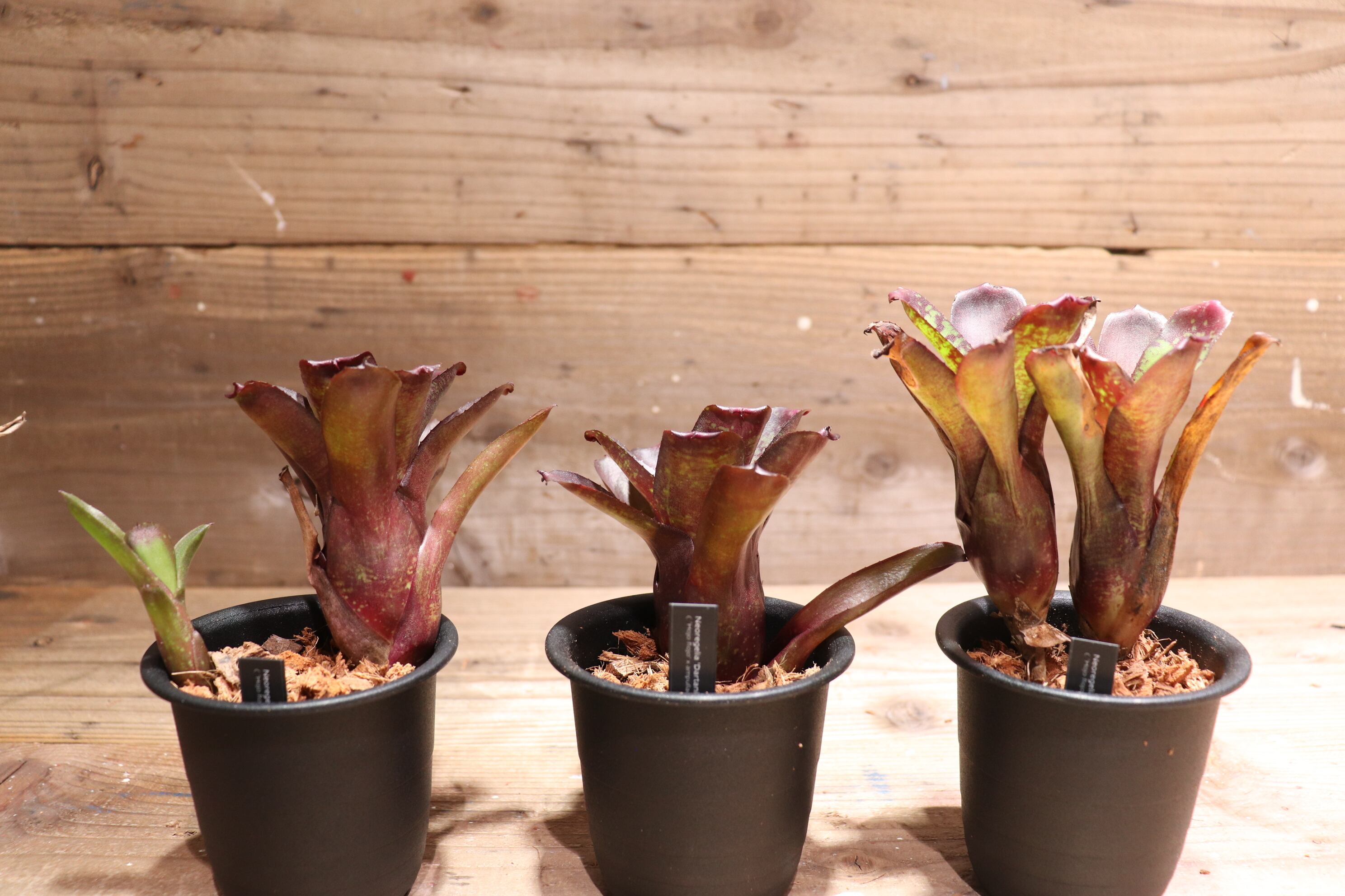 Billbergia 'Hula Auwana'〔ビルベルギア〕B0281 Billbergia 'Hula Auwana'〔ビルベルギア〕B0281 - メルカリ