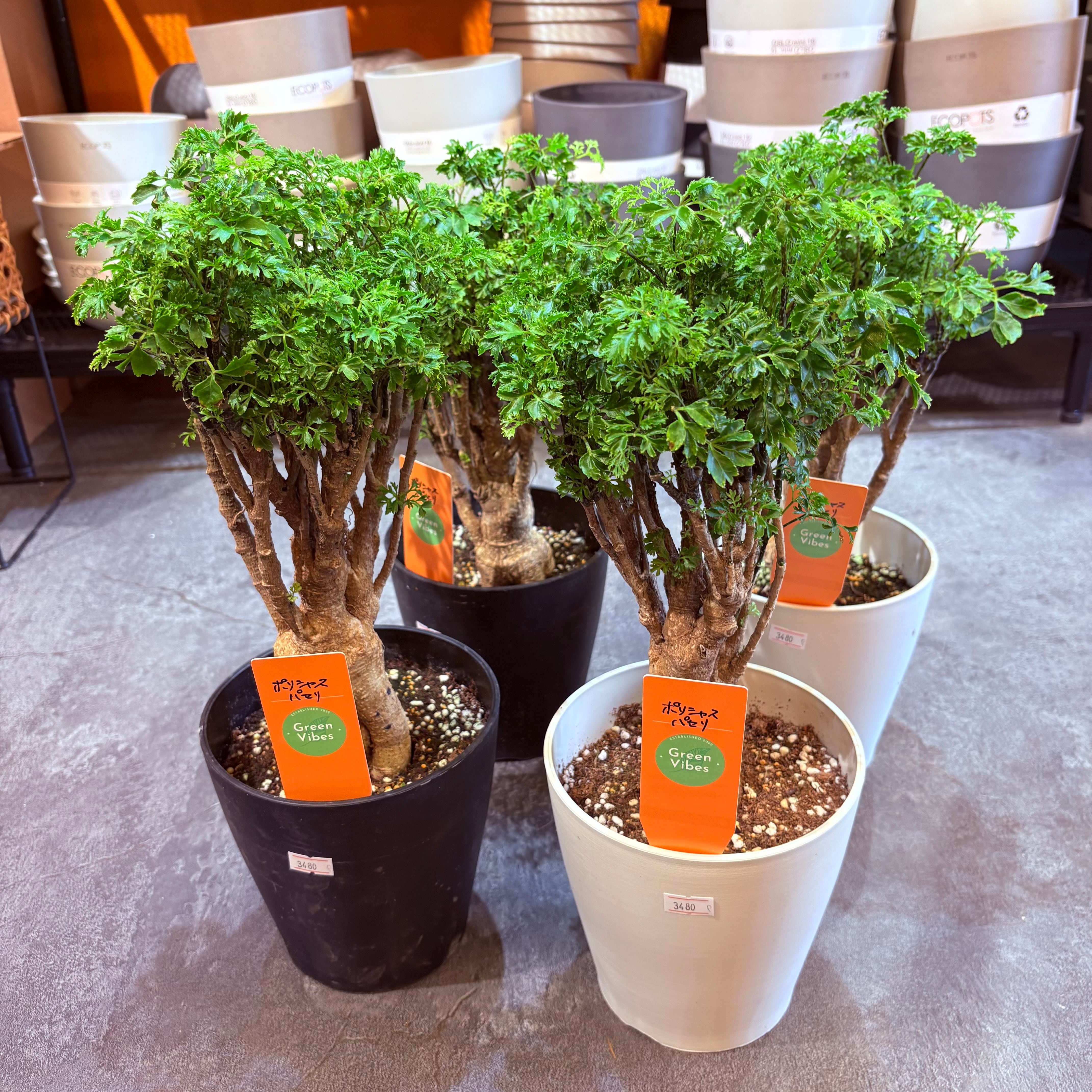 ポリシャス パセリ 5号 | Green Vibes 宇都宮市の観葉植物専門店
