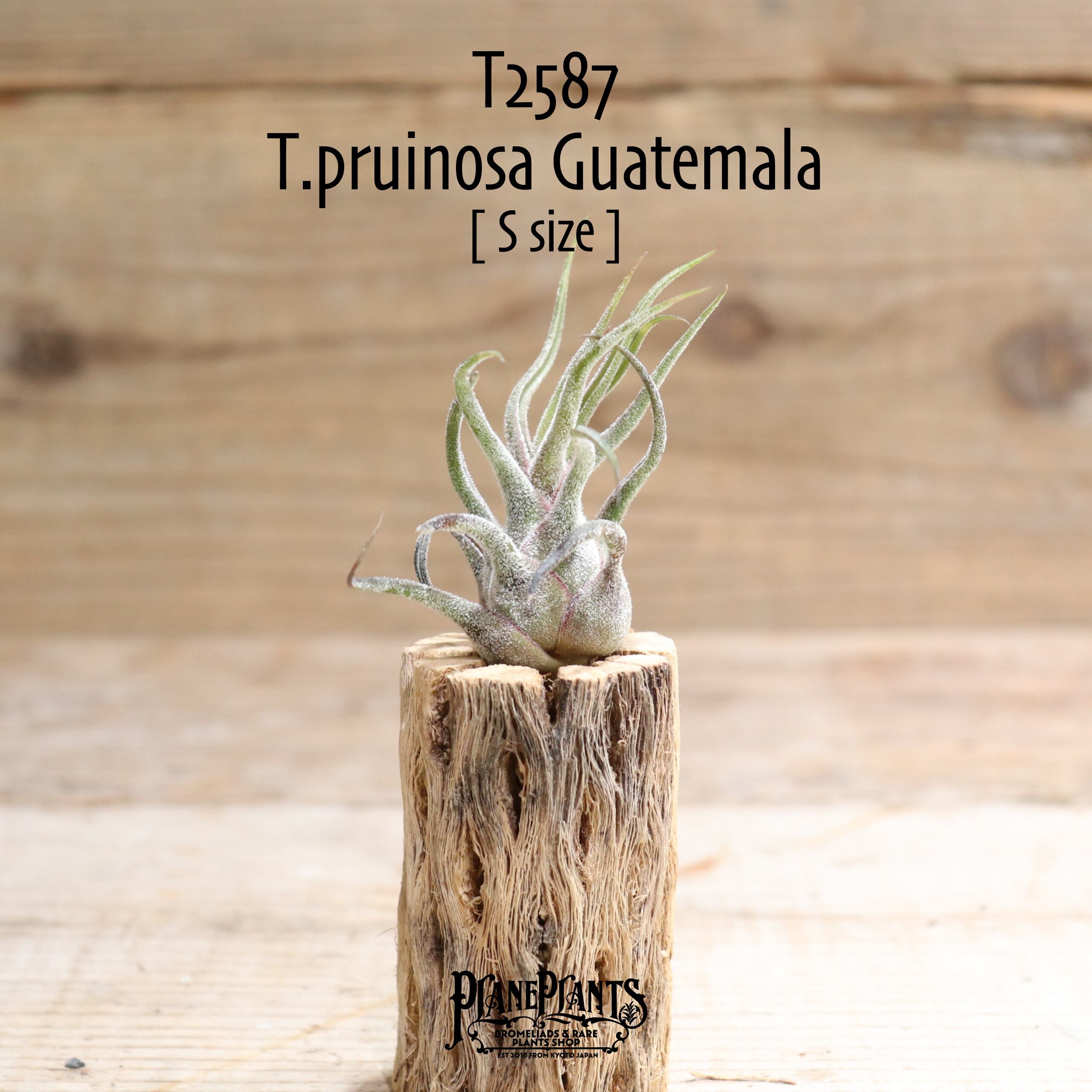 【送料無料】プルイノーサ グアテマラ S〔エアプランツ〕現品発送T2587